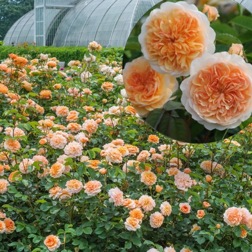 Rosa 'Port Sunlight' - Roos 'Port Sunlight' C4/4L